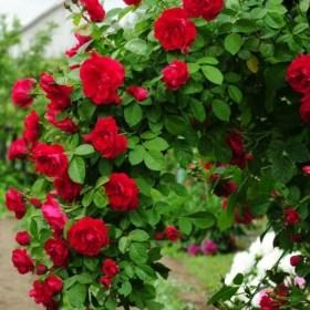roses_red_[letistaya